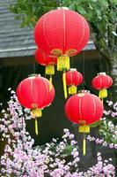 Chinese Red Latern photo