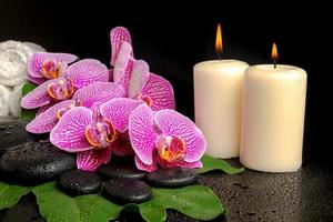 spa setting of blooming twig violet orchid (phalaenopsis)