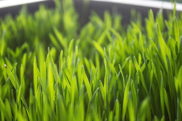 Wheatgrass Stock Photos, Images and Backgrounds for Free Download