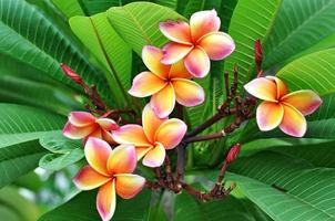 grupo de flores frangipani florece