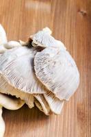 Oyster mushrooms photo