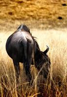 Wildebeest Safari