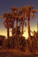 Date palmtrees with sunset in Marocco, Africa photo
