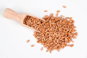 Wheat seeds photo