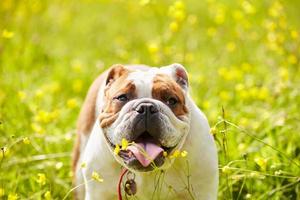 bulldog británico en campo de flores amarillas de verano