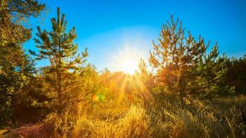 Sunny Day In Summer Sunny Coniferous Forest Trees. Nature Woods photo
