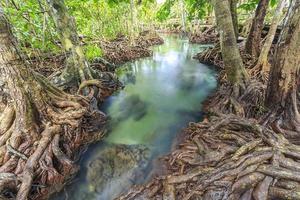mangrove trees in a peat swamp fores photo