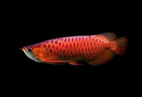Asian Arowana fish photo