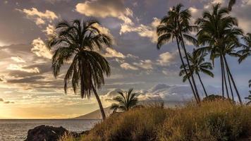 Palm trees at sunset on Maui photo
