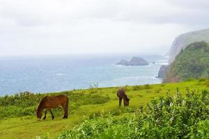 paisaje de la isla grande de hawaii con niebla del océano y caballos foto