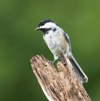 Black-Capped Chickadee  in Summer photo