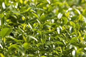 árbol de té oolong asiático