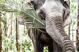 Asian elephant in India.
