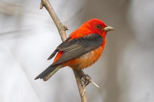 Colorido pájaro rojo tangara escarlata durante la migración