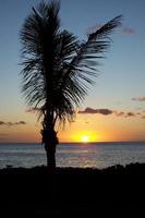 hermosa puesta de sol con una silueta de palmera foto
