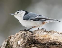 White-breasted Nuthatch  in Winter