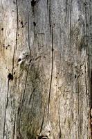 Wood texture photo