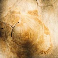 anillos de crecimiento de árboles mostrados en madera talada foto