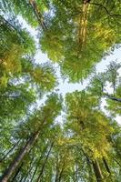 árboles forestales. naturaleza verde madera luz del sol fondos