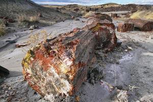 Petrified wood of triassic period in Petrified Forest