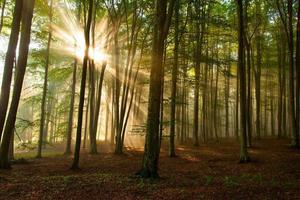 Árboles del bosque otoñal. naturaleza verde madera luz del sol fondos. foto