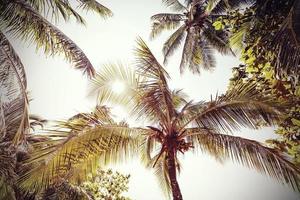 Fondo de naturaleza de palmeras retro tonos y desvanecidos. foto