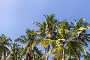 palmeras con coco bajo cielo azul foto