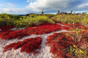 Isla Floreana, Islas Galápagos, Ecuador foto