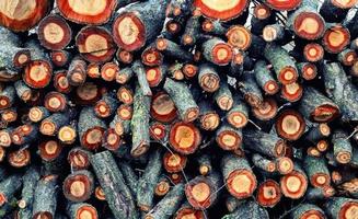 stack of oak tree firewood
