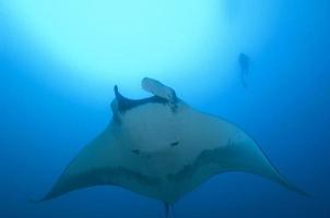manta with diver in distance photo