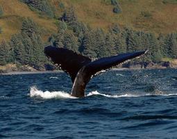 Humpback Whale Fluke photo