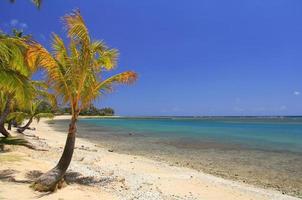 aislado oahu hawaii océano pacífico palmera playa escénico