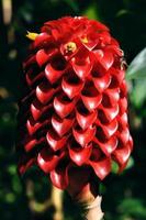 jengibre botánico indonesio foto