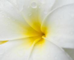 flores de plumeria blanco y amarillo
