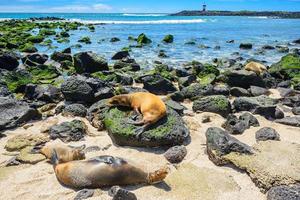 Lobos marinos en la playa de punta carola, islas galápagos (ecuador) foto