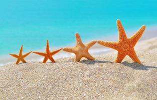 estrellas de mar en la playa foto