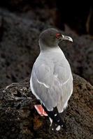 Swallow tailed gull in the Galpagos Islands photo