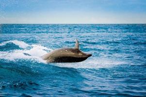 beautiful playful dolphin jumping in the ocean photo