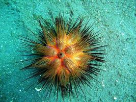 Sea Urchin photo