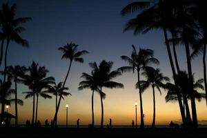 Palms at dusk photo