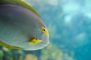 Coloridos peces tropicales del Pacífico hawaiano en exhibición de acuarios