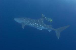 Whale shark with snorkler photo