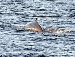 Bryde's Whale surfacing, Galapagos Islands photo