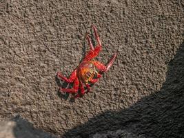 Sally Lighfoot Crab photo