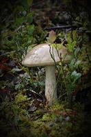 Single Mushroom