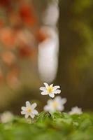 Anemone nemorosa, wood anemone