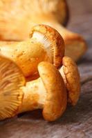 yellow chanterelle mushrooms on a wooden table photo