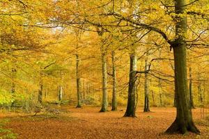 Beech forest in golden foliage photo