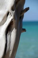 Tronco de madera seca blanco brillante en la playa 69 foto