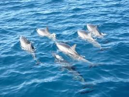 delfines en hawaii foto